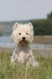 WESTIE 410